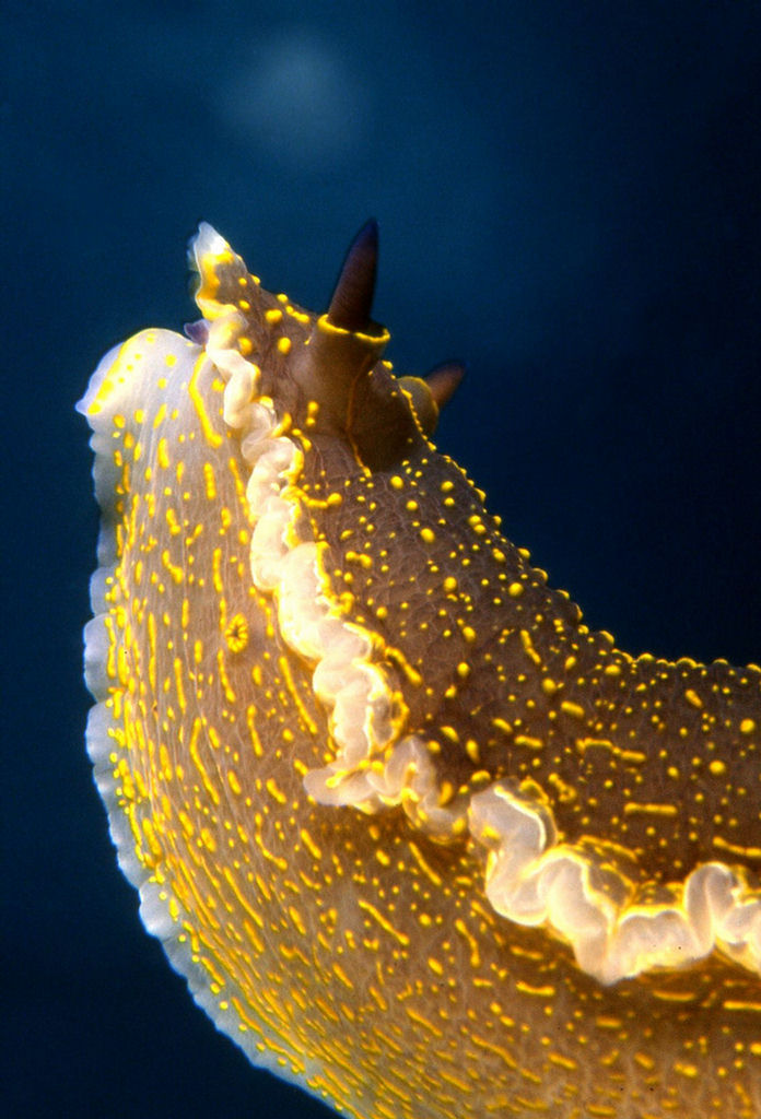 Glossodoris valenciennesi